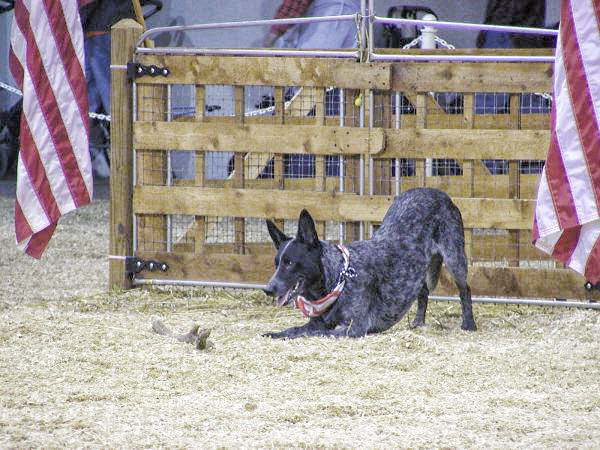 Skidboot-A-patriotic-bow-from-an-All-American-dog